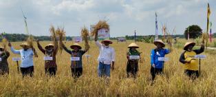 Panen Padi di Penangkaran Benih Sungai Siput